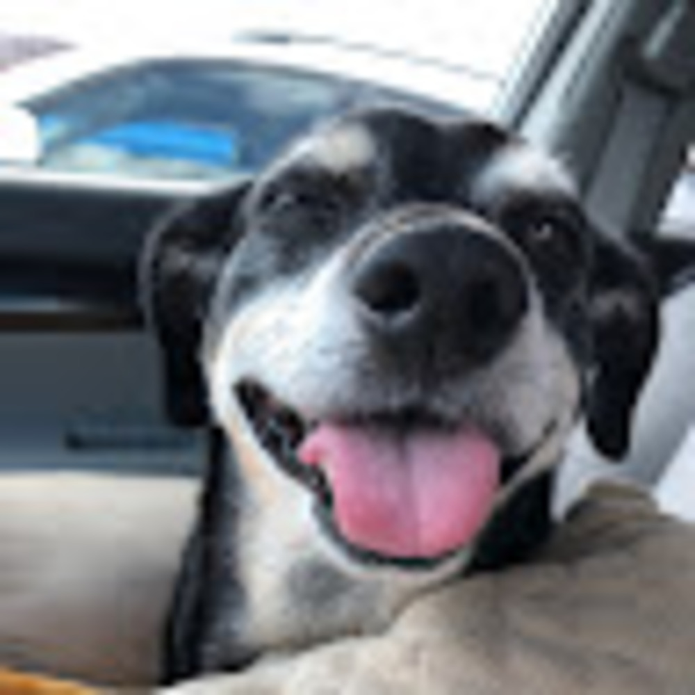 Meet your Posher, Winnie